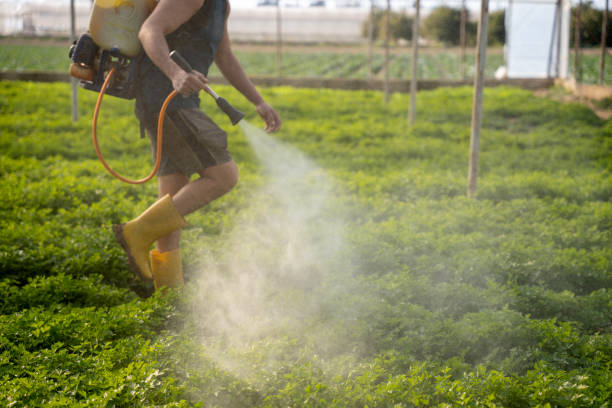 Best Ant Control Services  in Guilford Center, CT