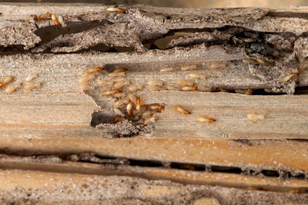 Best Best Pest Control Companies  in Guilford Center, CT